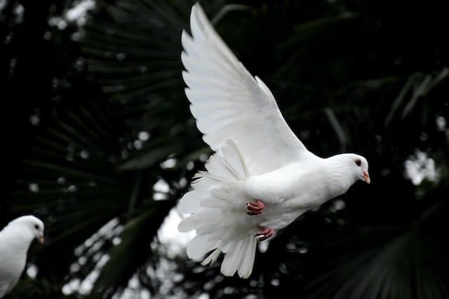 dove - symbol of whit monday